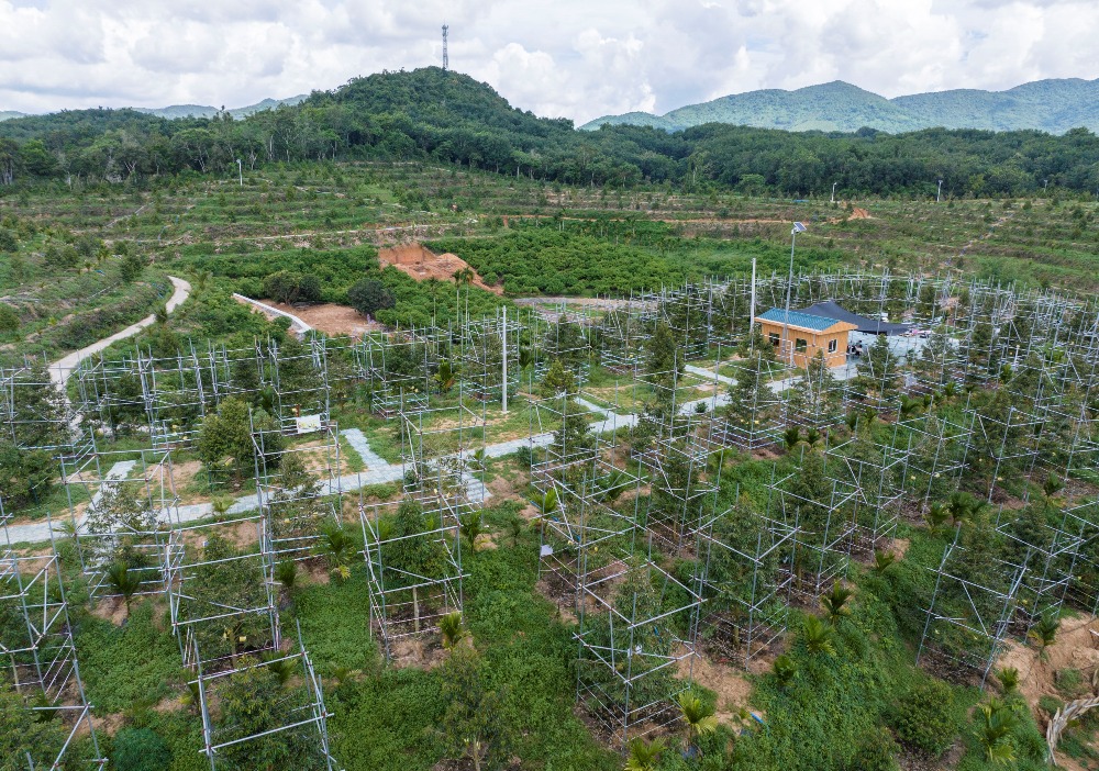 海南三亚育才生態区榴莲种植基地 海南三亚育才生態区榴莲种植基地