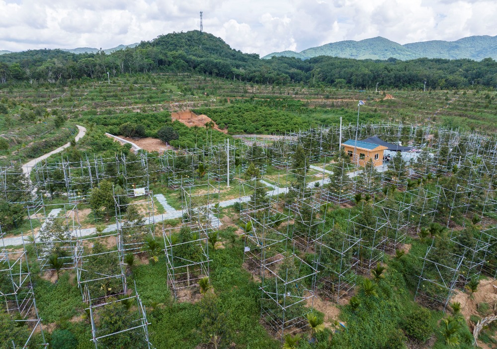 海南三亚育才生態区榴莲种植基地