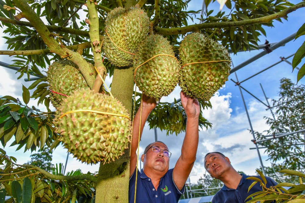 海南三亚育才生态区榴莲种植基地 海南三亚育才生态区榴莲种植基地
