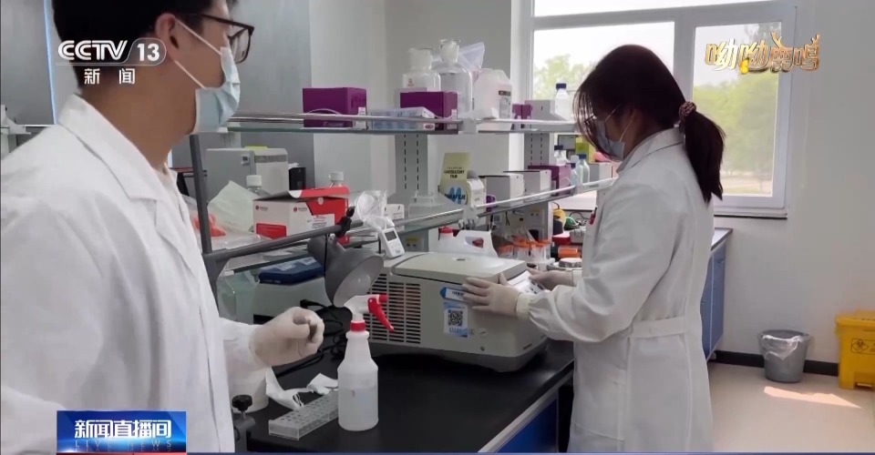 The Beijing Milu Ecological Research Centre is conducting tests on milu deer samples.