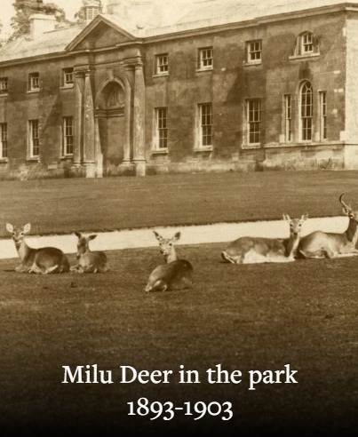 Milu Deer