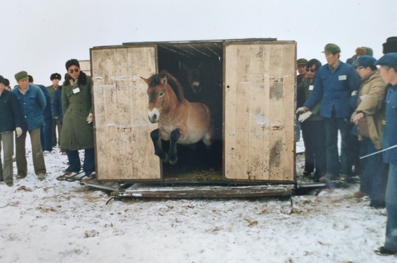 Przewalski's horse conservation 02