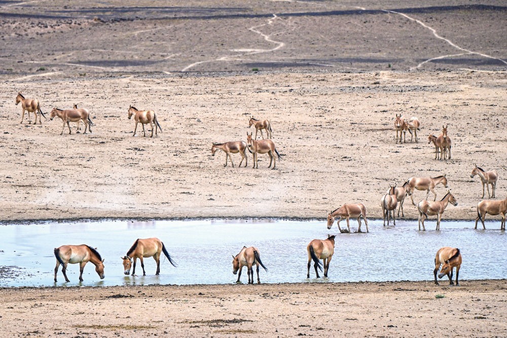 Przewalski's horse conservation 04