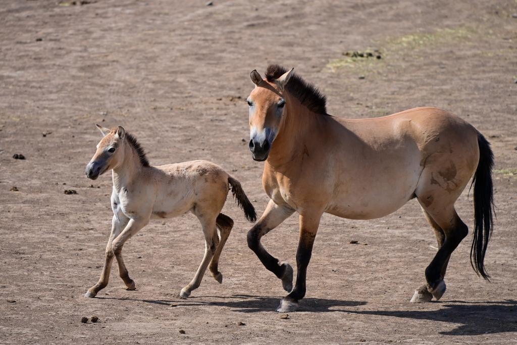 Rebirth Of Przewalski s Horse World s Only Extant Wild Horse Species rebirth-of-przewalski-s-horse-world-s-only-extant-wild-horse-species