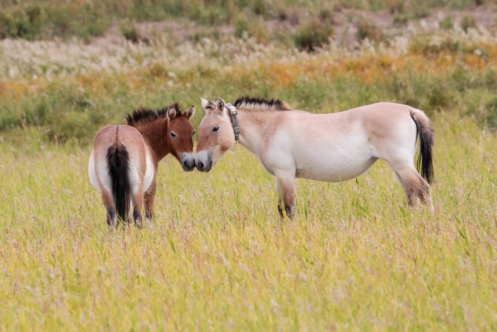 普氏野馬保育06