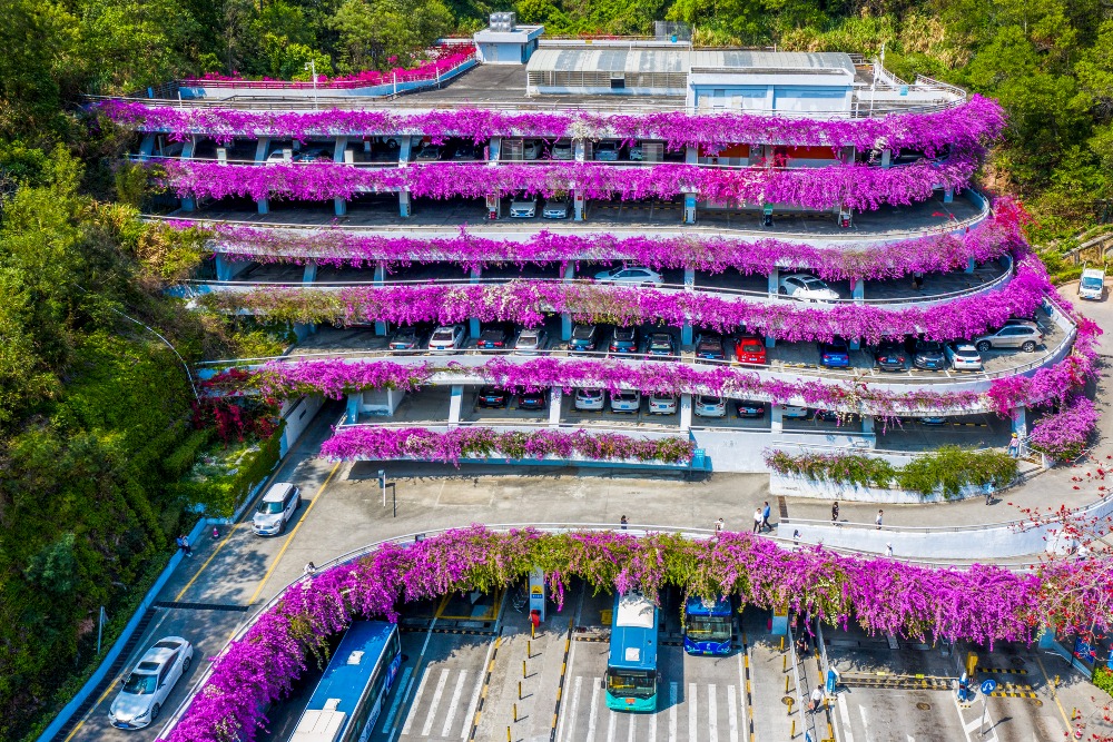 深圳市花簕杜鹃繁花盛放