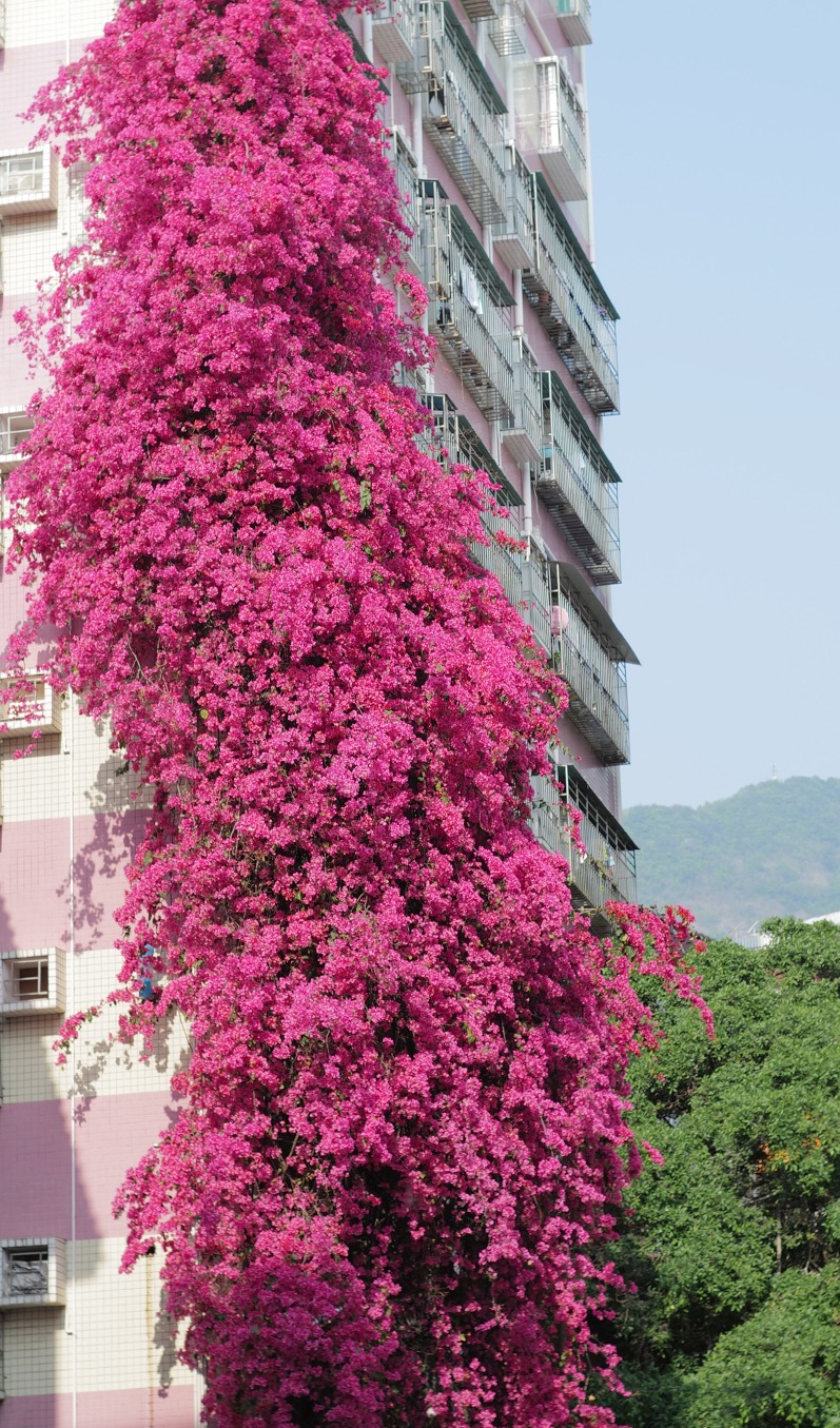 深圳市花簕杜鹃繁花盛放