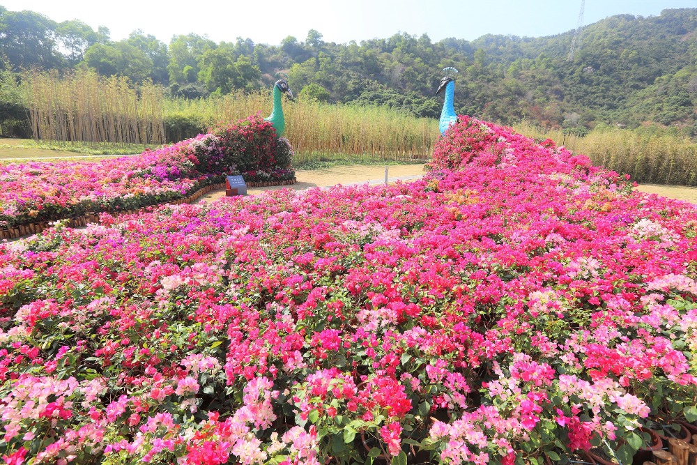 深圳市花簕杜鹃繁花盛放 