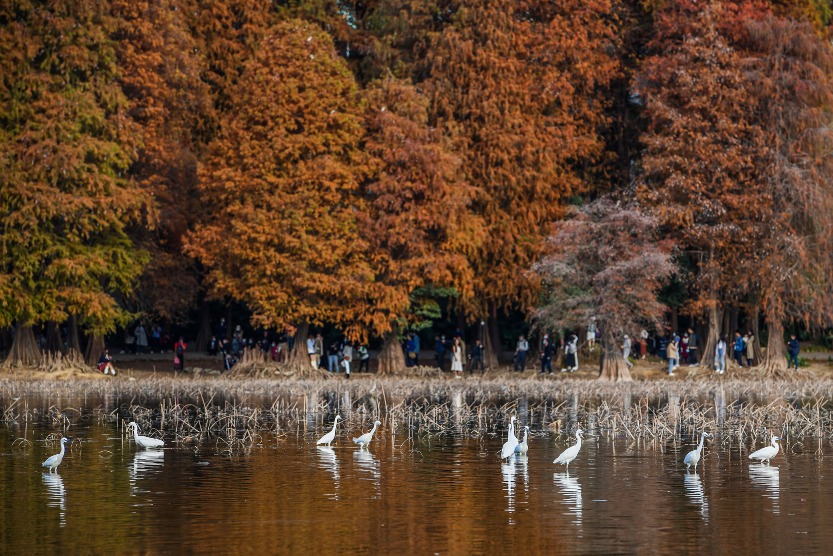 深圳洪湖公園落羽杉 深圳洪湖公園落羽杉