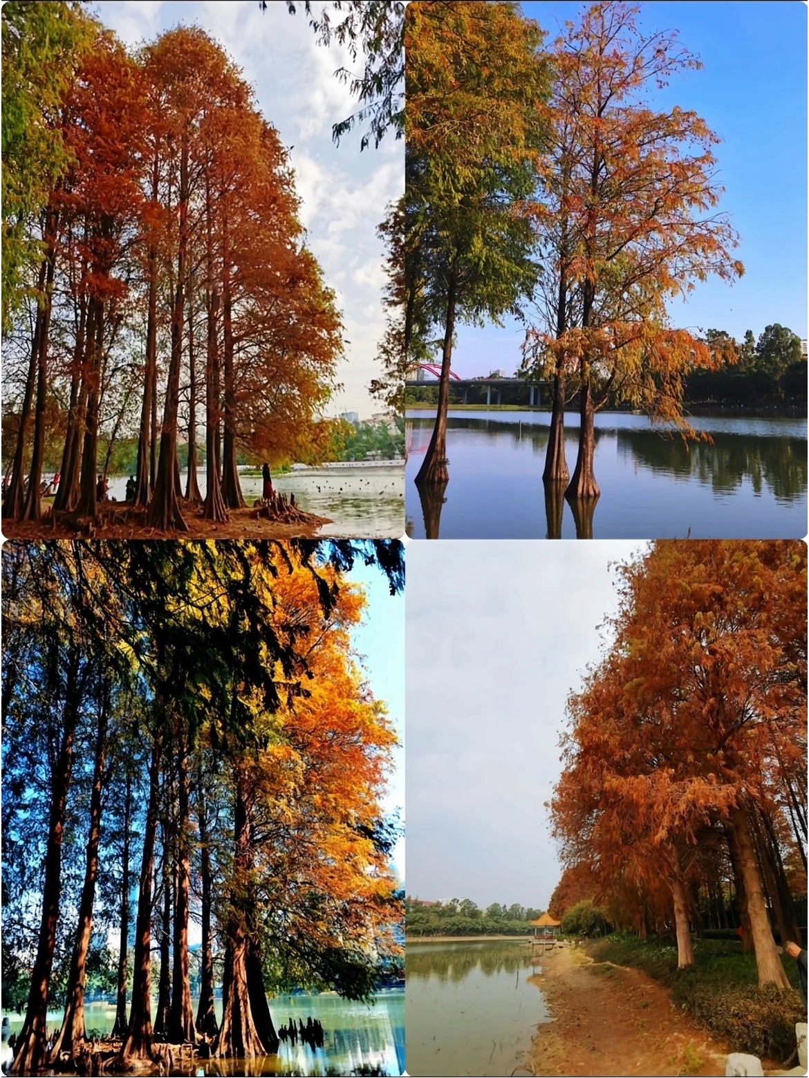 深圳洪湖公園落羽杉 深圳洪湖公園落羽杉