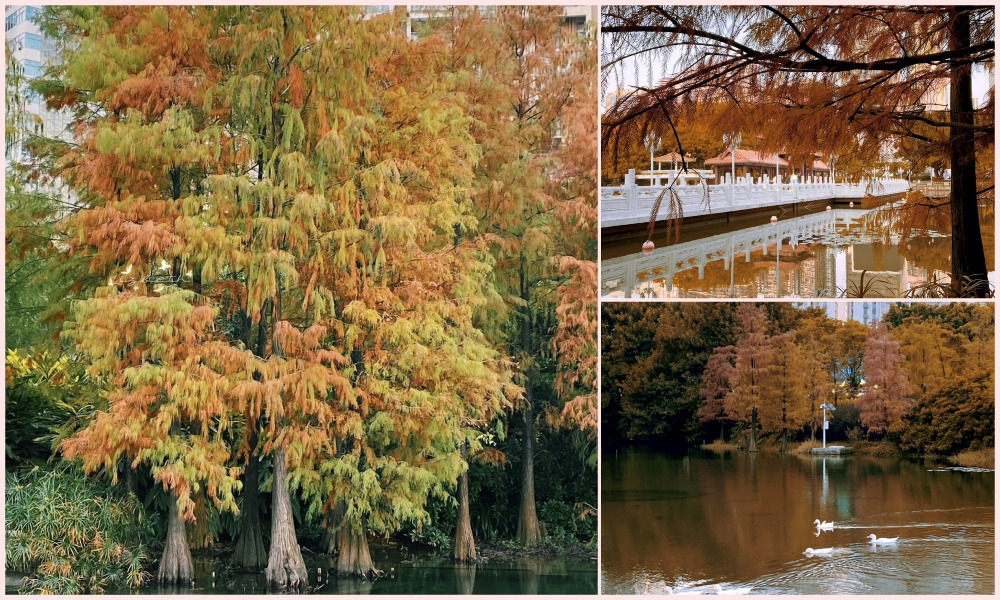 深圳荔枝公園落羽杉 深圳荔枝公園落羽杉