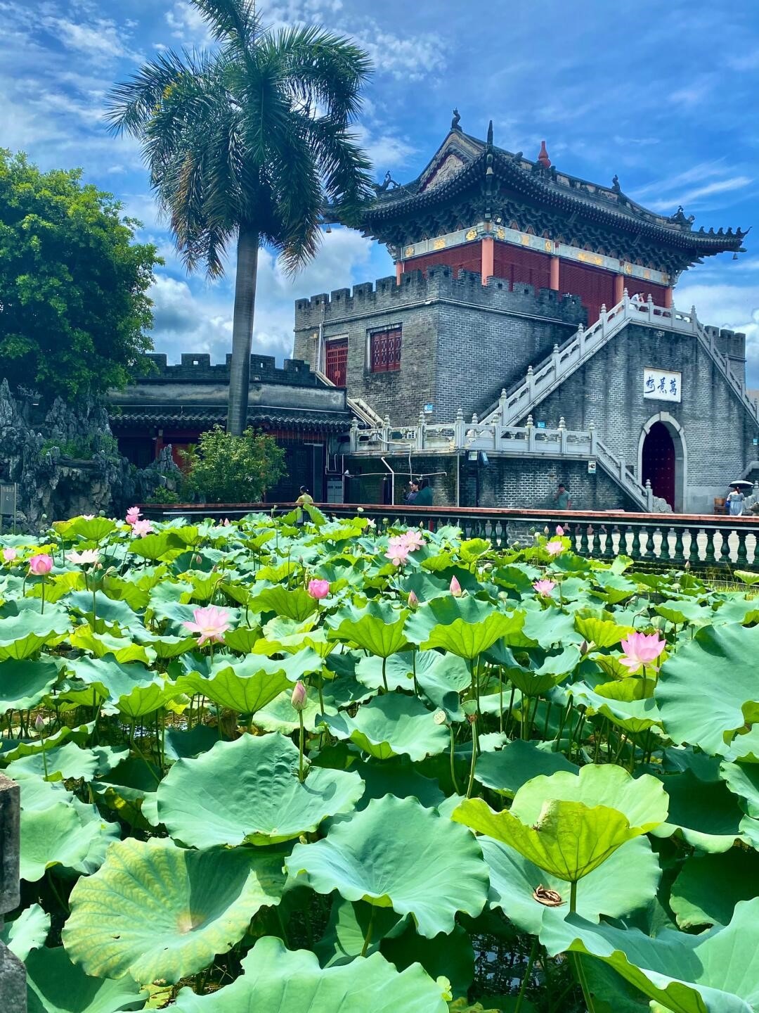 深圳3大免費賞荷地圖