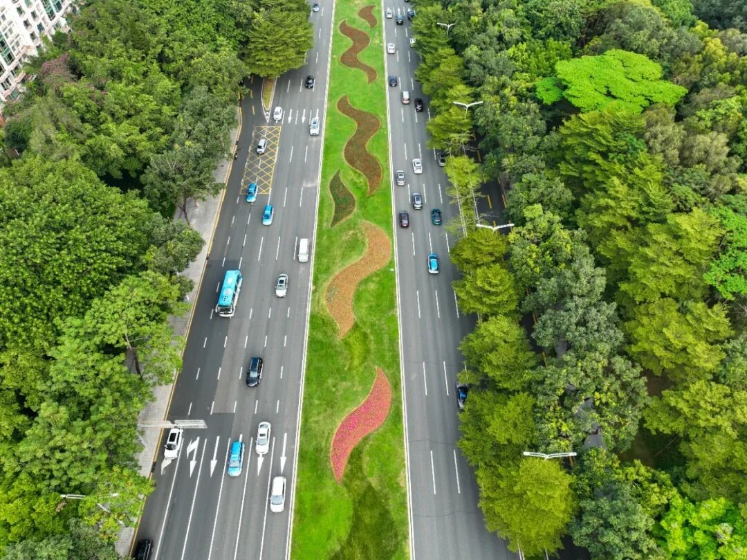 深南大道簕杜鹃盛放