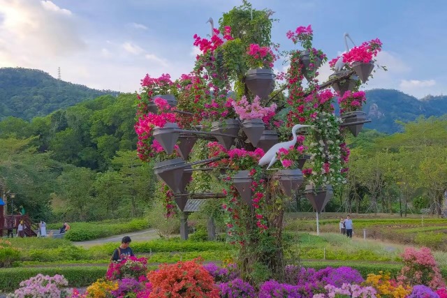 2025深圳簕杜鹃赏花周-簕杜鹃谷公园 2025深圳簕杜鹃赏花周