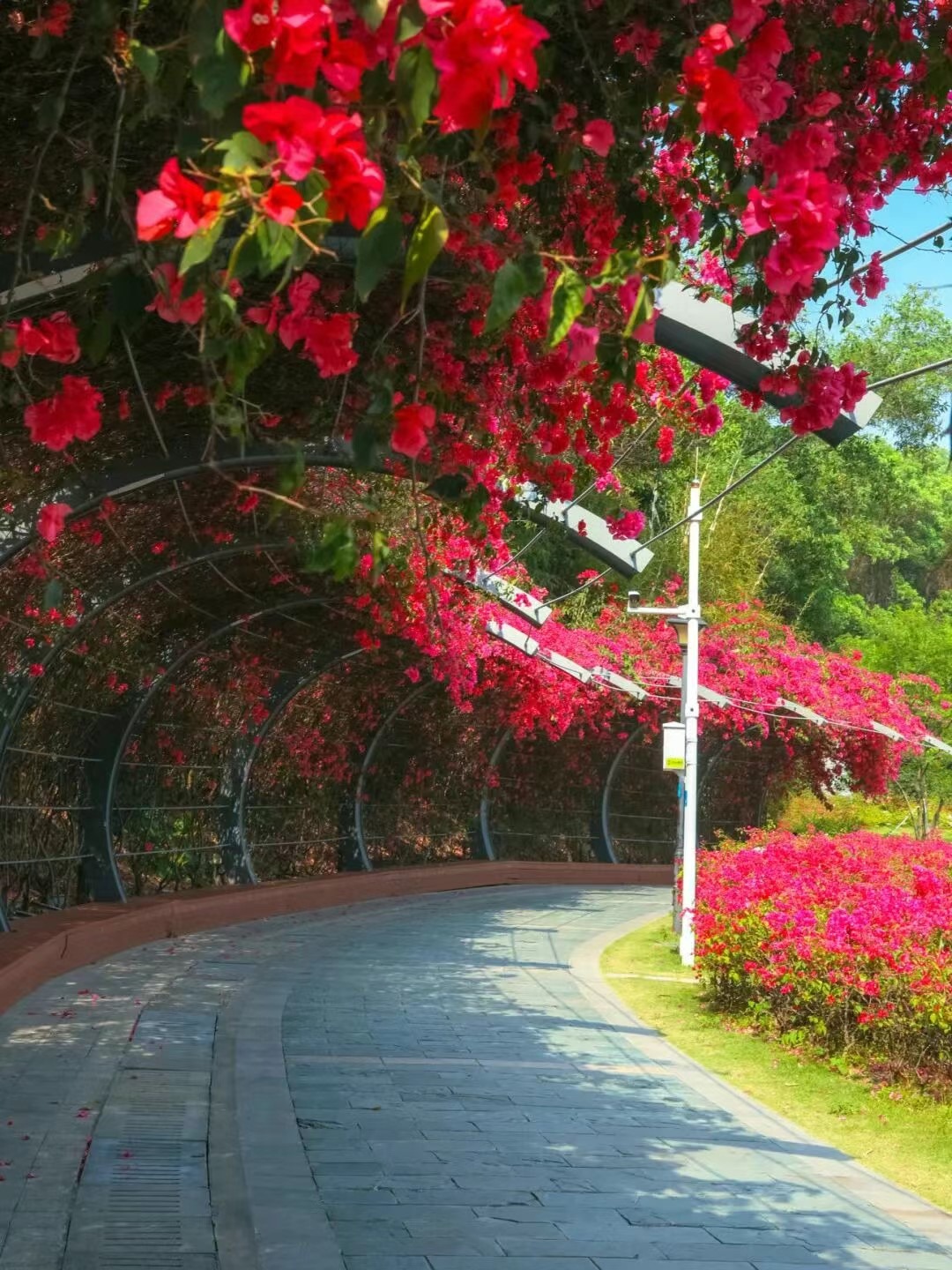 2025深圳簕杜鹃赏花周-簕杜鹃谷公园 2025深圳簕杜鹃赏花周