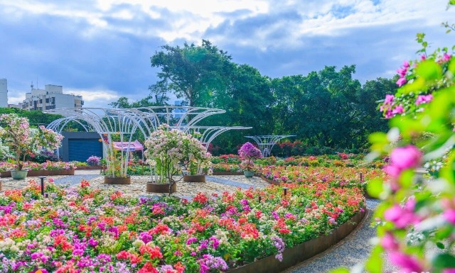 2025深圳簕杜鹃赏花周-莲花山公园 2025深圳簕杜鹃赏花周