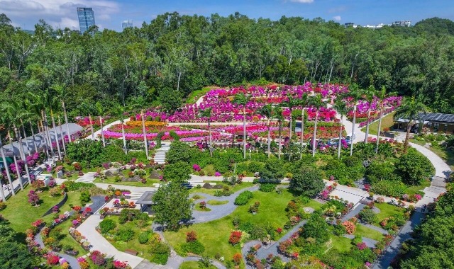 2025深圳簕杜鹃赏花周-莲花山公园 2025深圳簕杜鹃赏花周