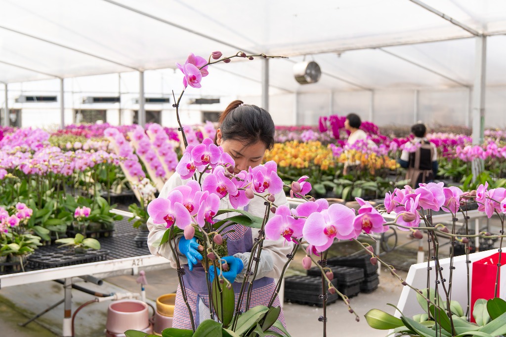 Foshan Lishui Butterfly Orchid