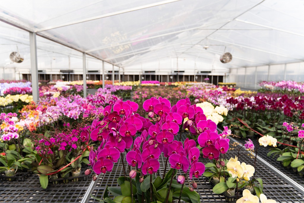 Foshan Lishui Butterfly Orchid