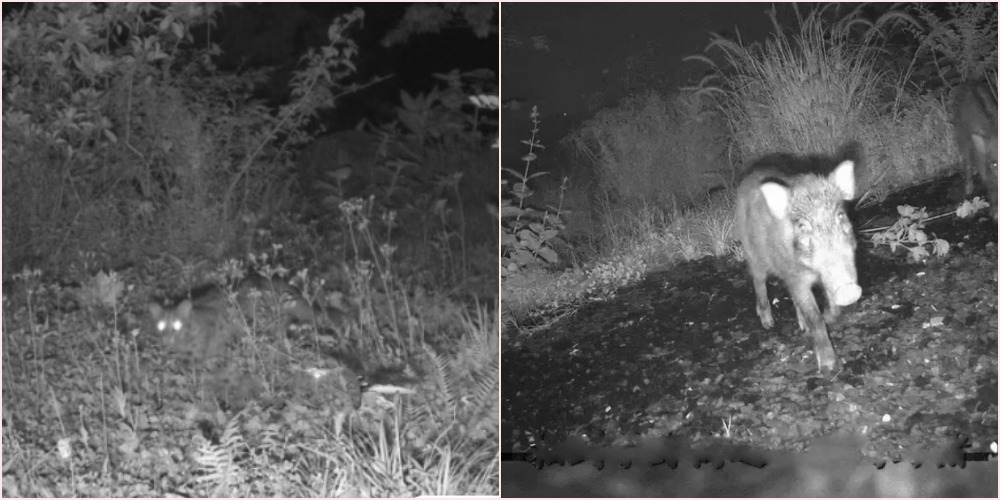 Shenzhen Kunpeng Trail Bridge No. 1