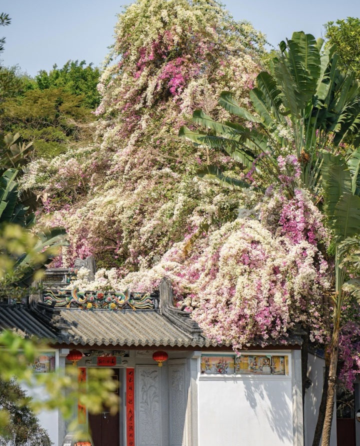 深圳園博園 2026深圳春季花海