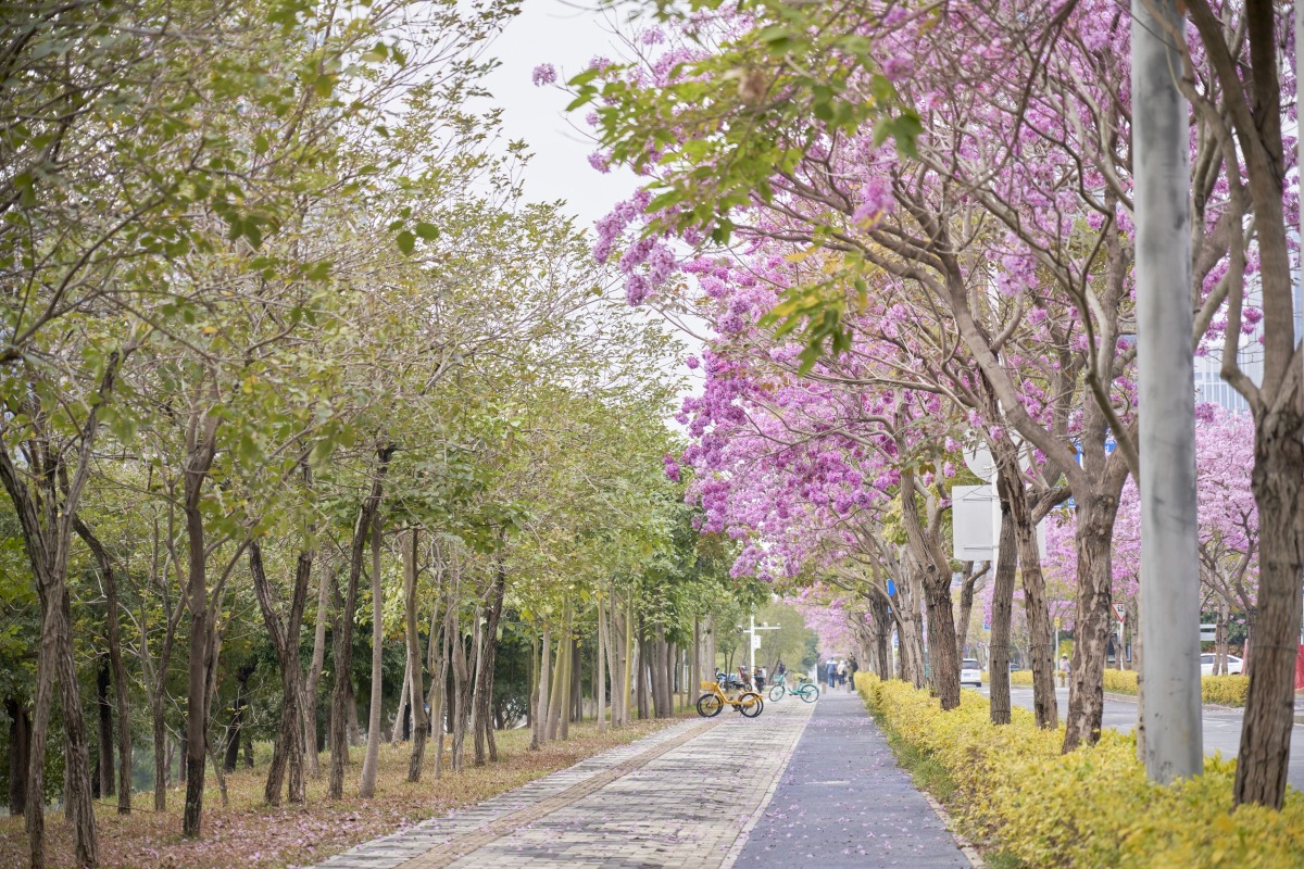 深圳街景 2026深圳春季花海