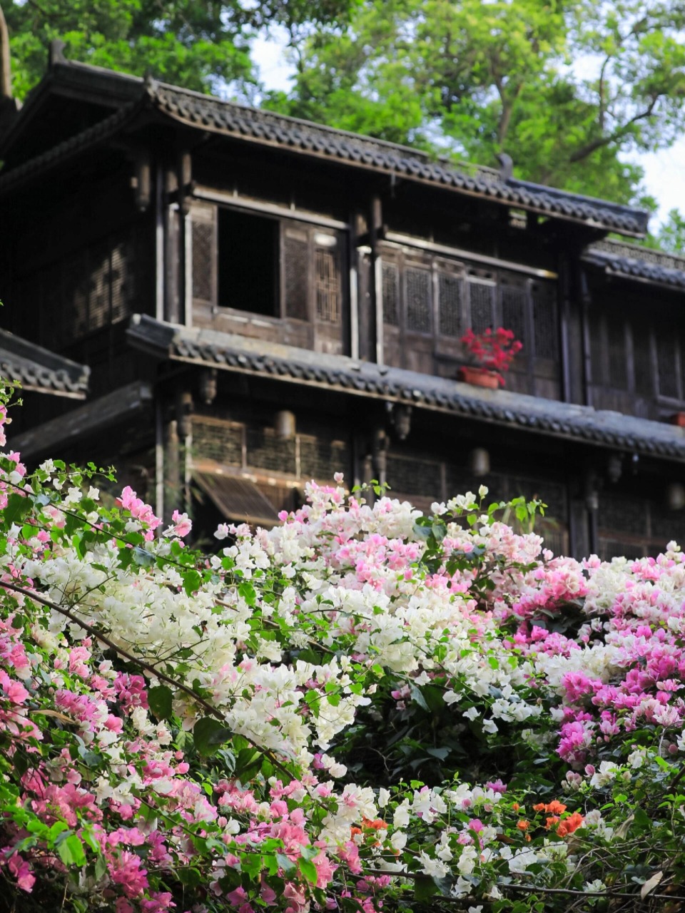 甘坑古鎮簕杜鵑 2026深圳春季花海