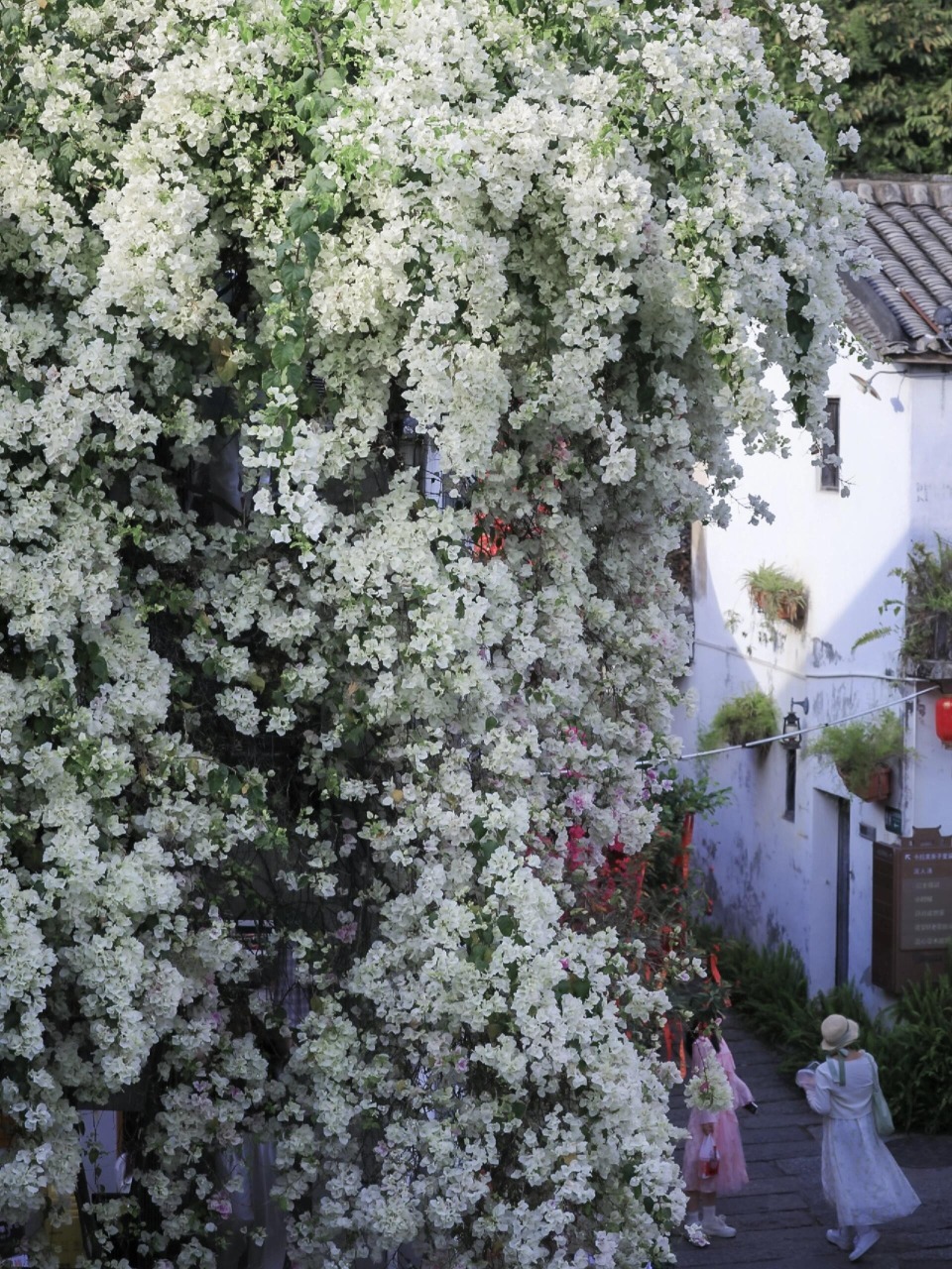 甘坑古鎮簕杜鵑 2026深圳春季花海