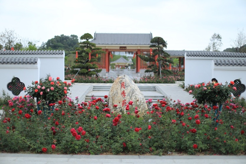 五指耙公園月季花 2026深圳春季花海