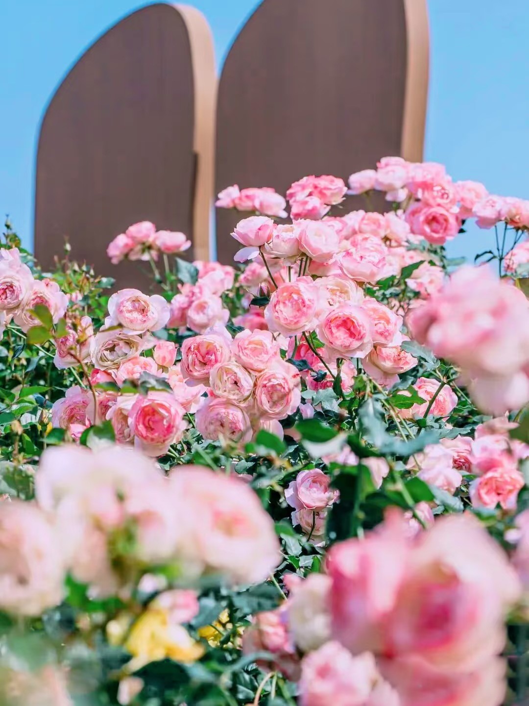 五指耙公園月季花 2026深圳春季花海