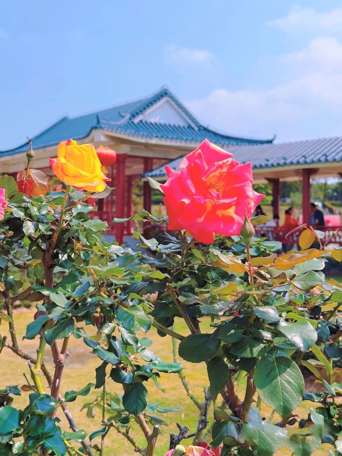 五指耙公園月季花 2026深圳春季花海