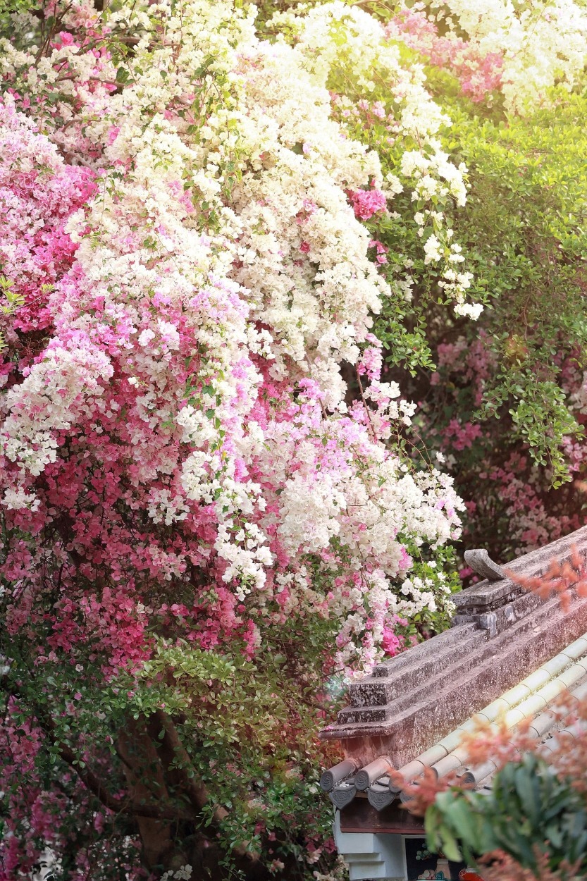 深圳園博園 2026深圳春季花海