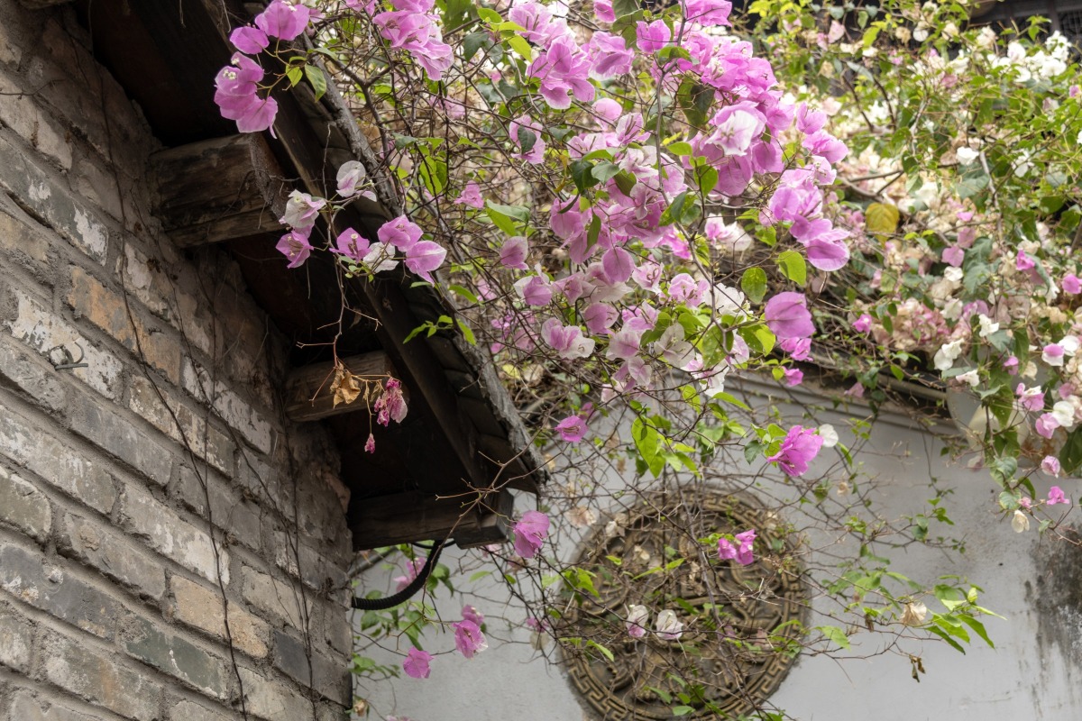 甘坑古鎮簕杜鵑 2026深圳春季花海