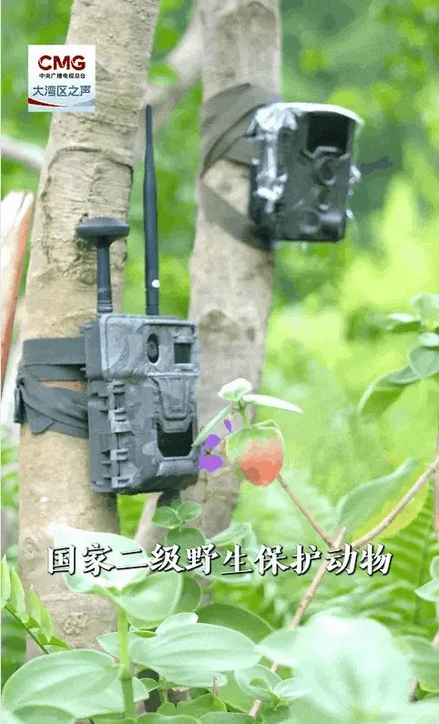 深圳鯤鵬徑一號橋