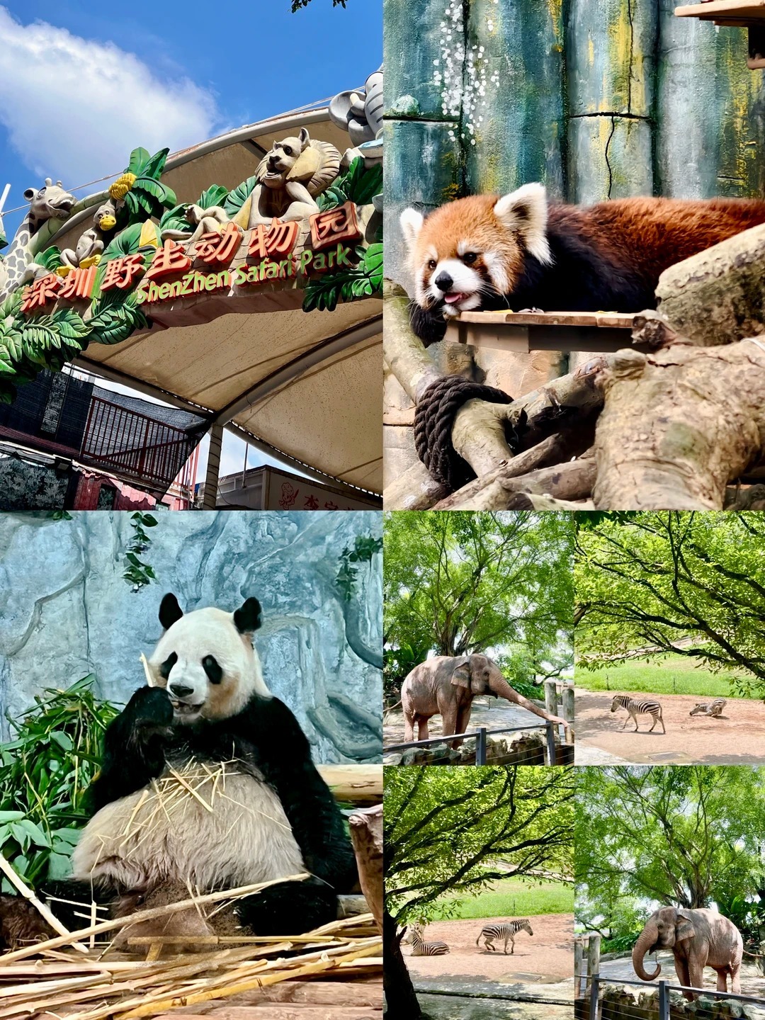 皇崗口岸7號線食買玩攻略-深圳野生動物園 皇崗口岸7號線食買玩攻略-深圳野生動物園