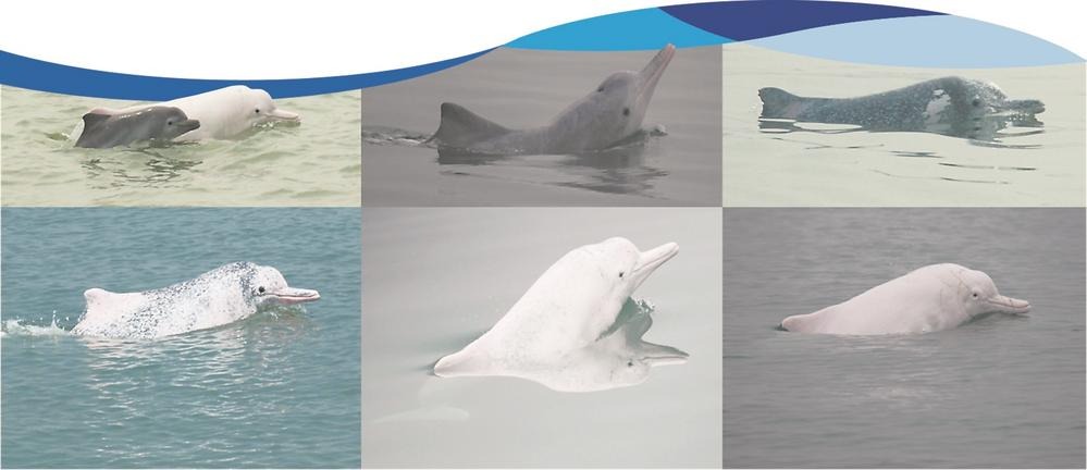 Chinese white dolphin