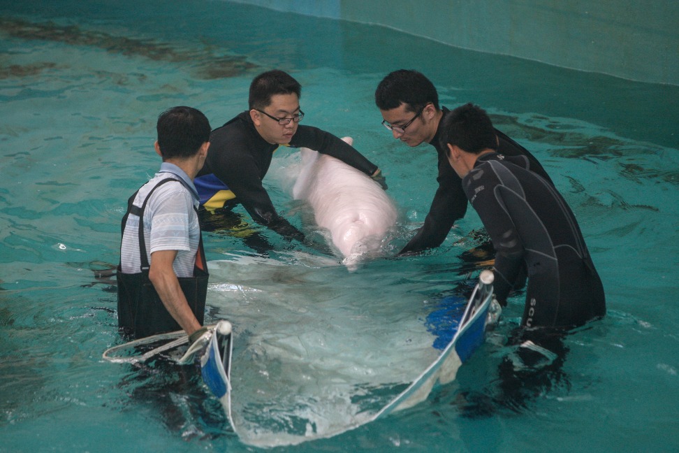 Chinese white dolphin rescue