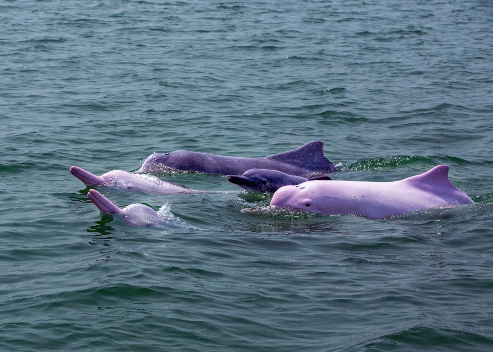 Chinese white dolphin calves