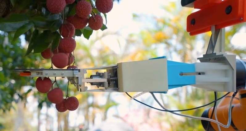 Lychee-picking robot