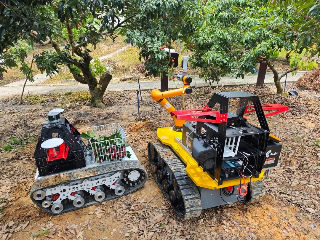 Lychee-picking robot