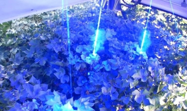 棉花激光打頂機械人