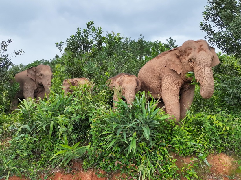 Technology Protects Asian Elephants 01