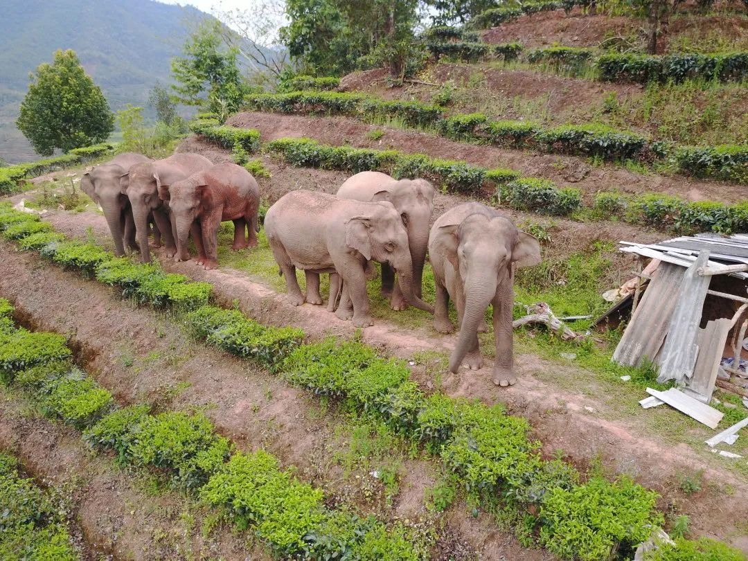 Technology Protects Asian Elephants 02