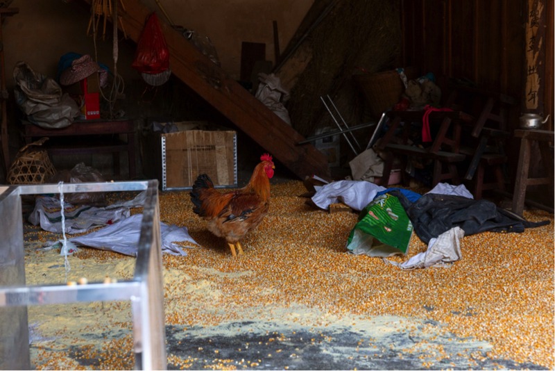 Technology Protects Asian Elephants 03