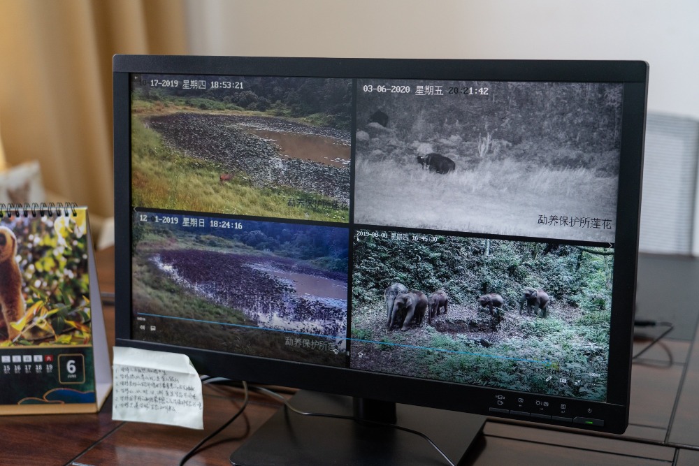 Technology Protects Asian Elephants 05