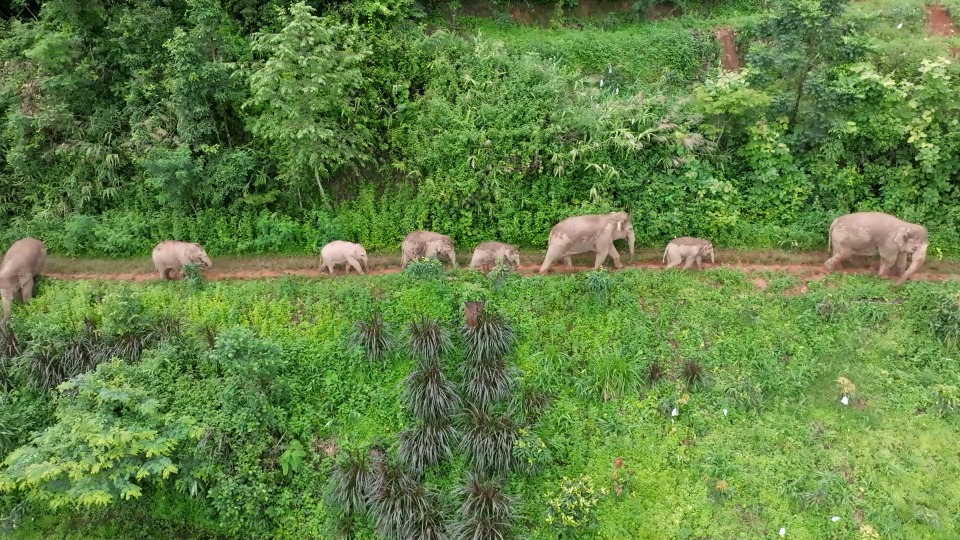 Technology Protects Asian Elephants 07