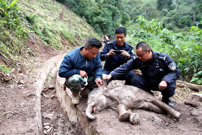Technology Protects Asian Elephants 08