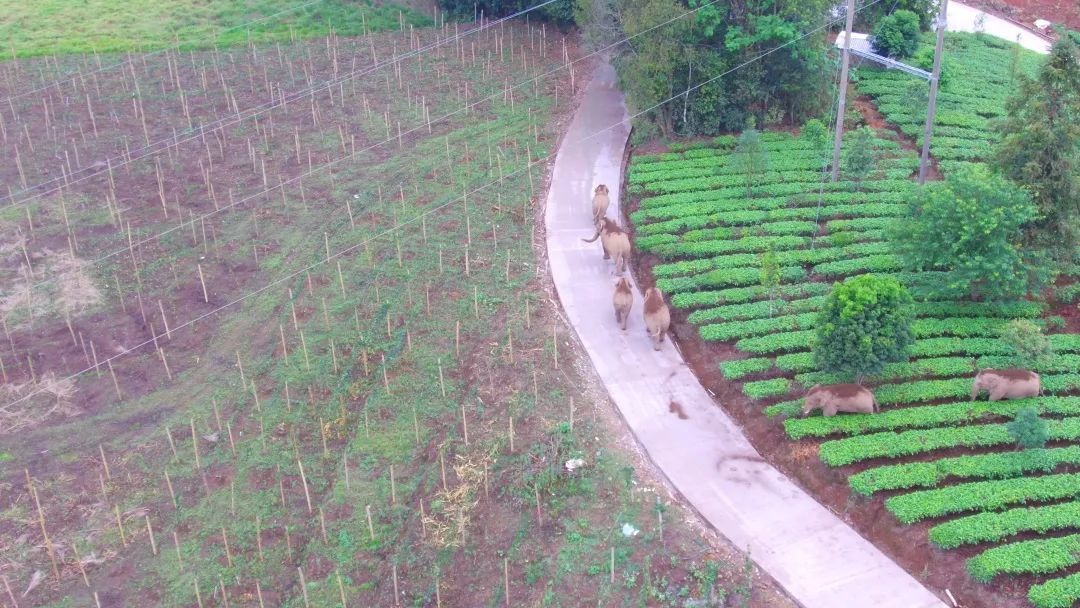 Technology Protects Asian Elephants 09