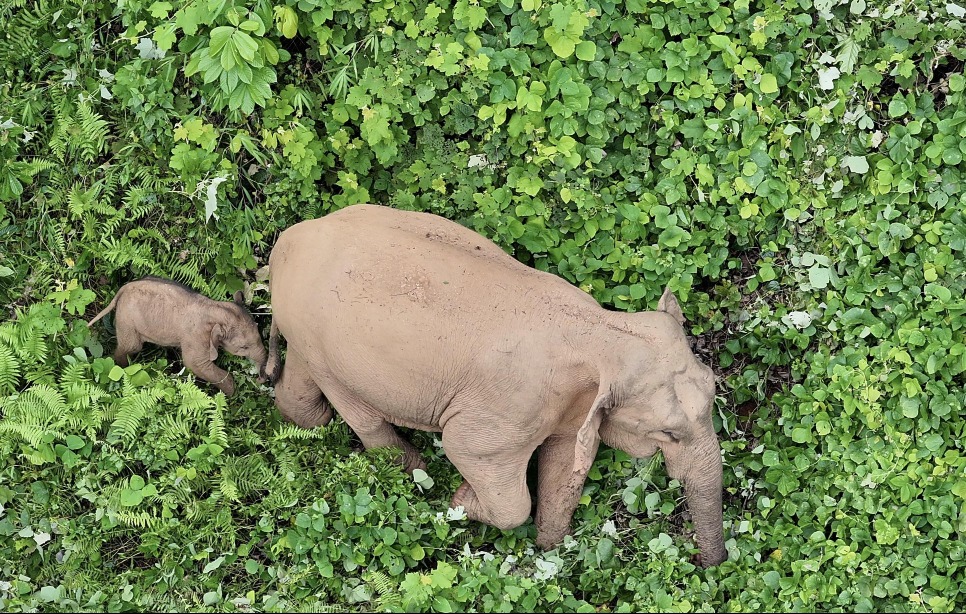 Technology Protects Asian Elephants 010