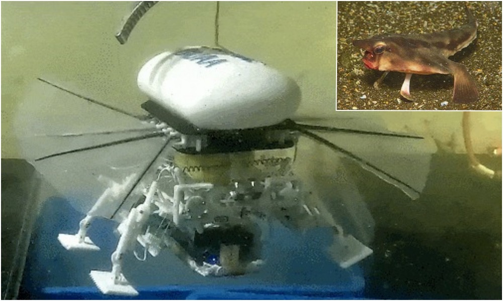 Small Deep-Sea Robot